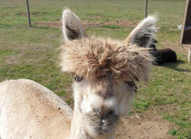 Дом 2 Спальни, The Alpaca B&b