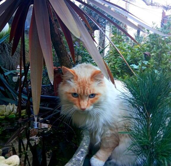 スーペリアールーム, Mysaintaubin