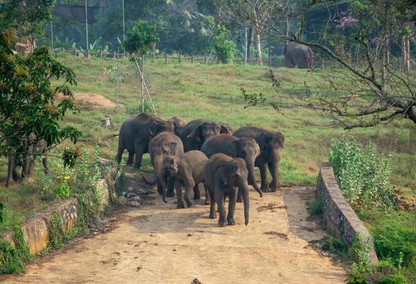 غرفة قياسية مزوَّدة بشُرفة, Pinnawala Elephant Front View