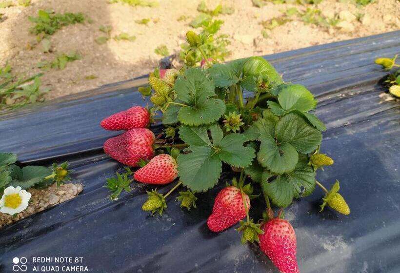 Студия Стандарт, Agriturismo Prendas De Sole