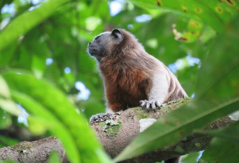 غرفة قياسية مزوَّدة بتراس, Cabaña Vista Hermosa
