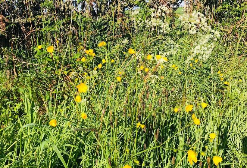 غرفة قياسية, Riding Farm