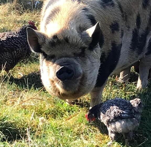 غرفة قياسية رباعية مطلة على الحديقة, Chambre D Hôtes Chez Gustave & Compagnie