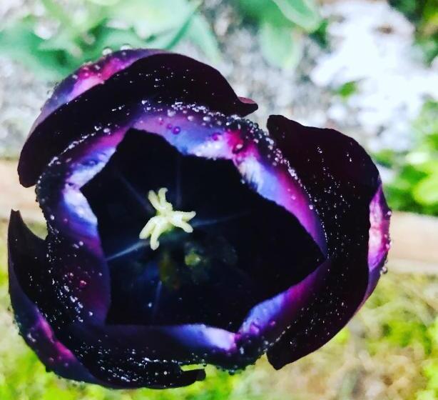 דירה בת חדר שינה 1 עם נוף, Lotus Oasis I Natural Food & Room Experience