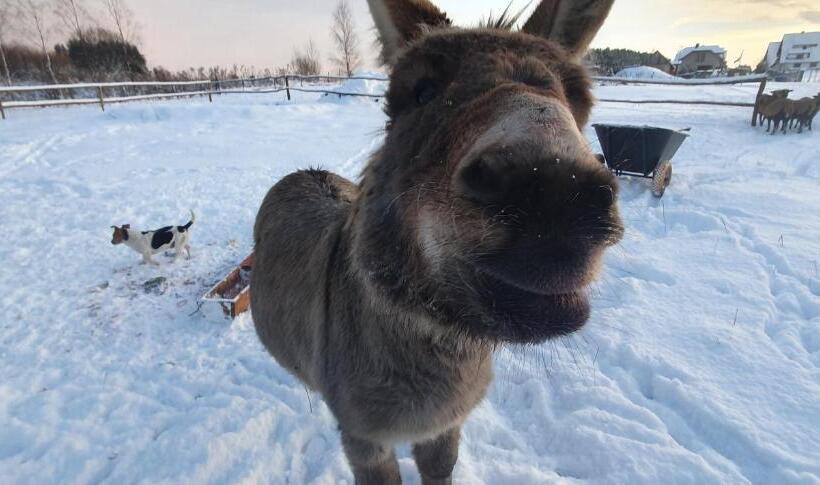 ４ベッドルームハウス, Agroturystyka Na Słonecznej Orawie U Dzikich