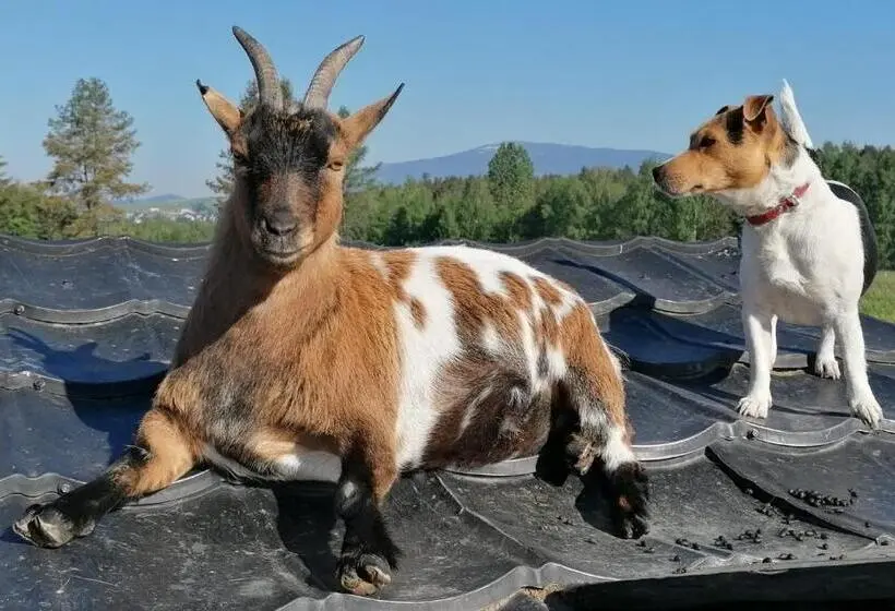 １ベッドルームハウス, Agroturystyka Na Słonecznej Orawie U Dzikich