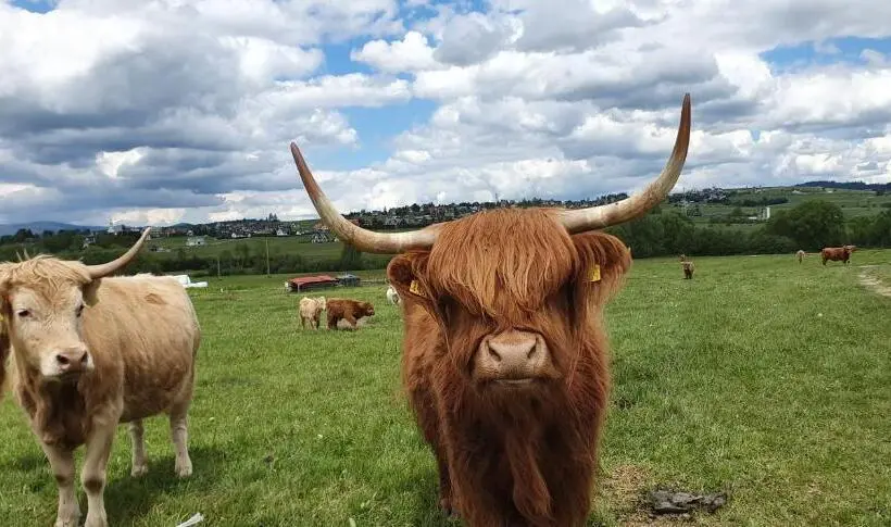 １ベッドルームハウス, Agroturystyka Na Słonecznej Orawie U Dzikich