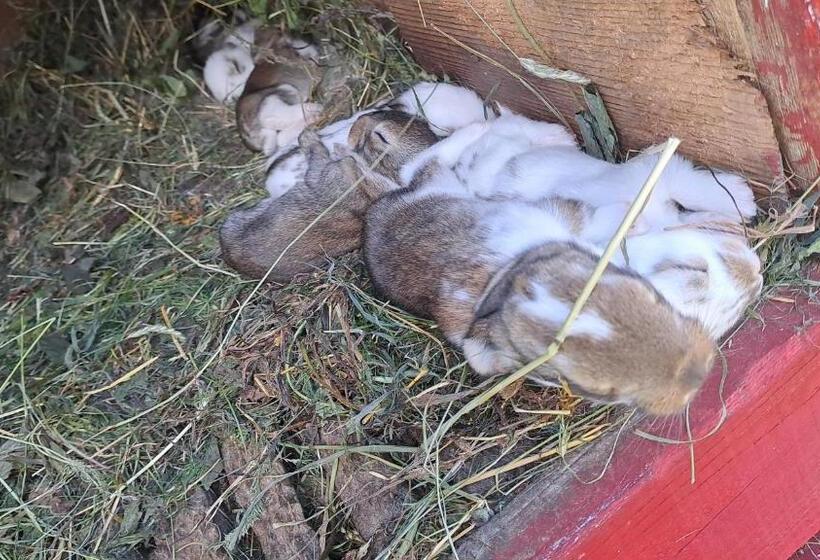 １ベッドルームハウス, Agroturystyka Na Słonecznej Orawie U Dzikich