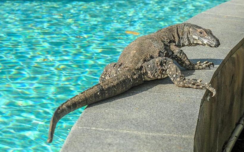 ３ベッドルームアパートメント, Oasis At Palm Cove