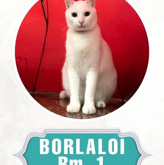 اتاق استاندارد با چشمانداز دریا, Borbon S Treehouse By The Sea