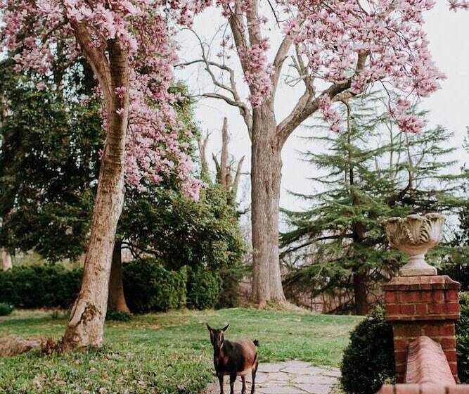 חדר סופריור לארבעה, Mayhurst Estate