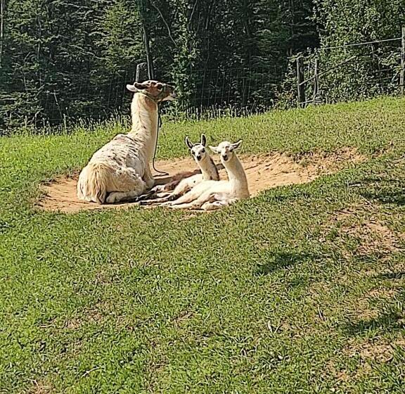 Дом 1 Спальня, Biohof Koller