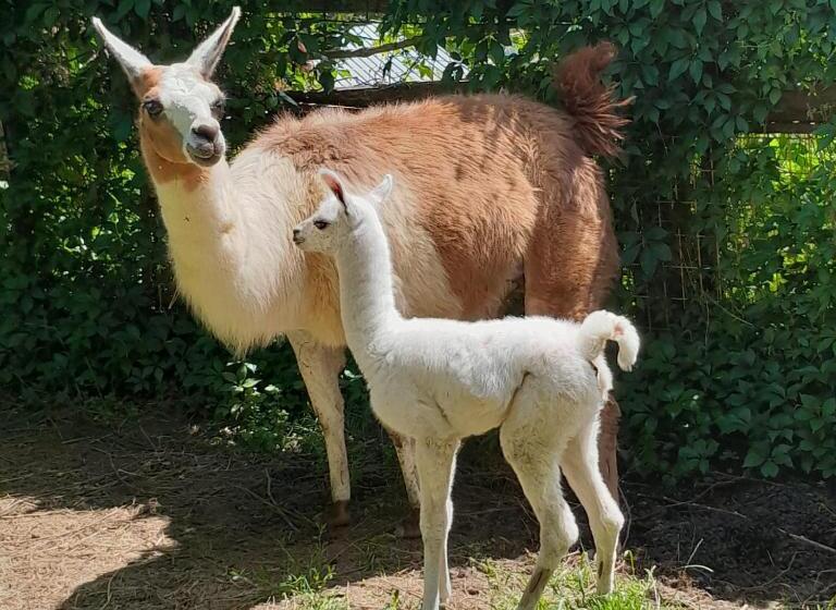 Дом 1 Спальня, Biohof Koller