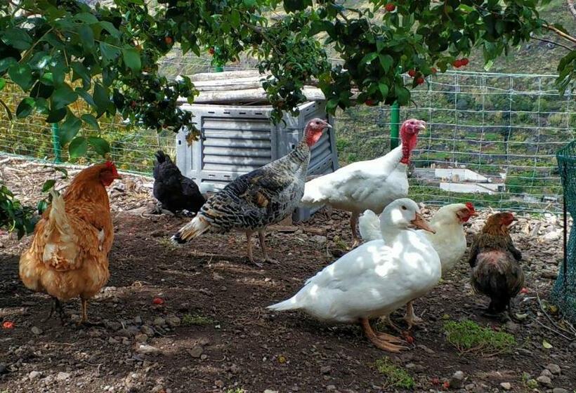 1间卧室的房子, Quinta Terezinha