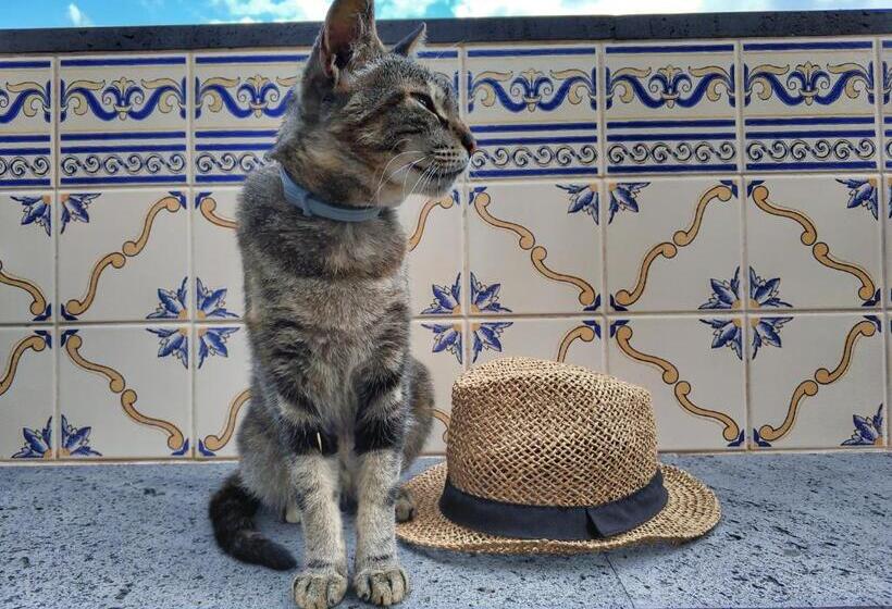 1间卧室的房子, Quinta Terezinha