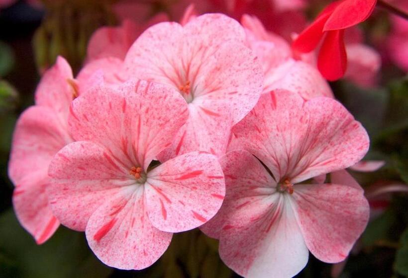 חדר סטנדרט יחיד, The Long Range