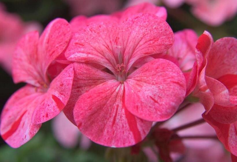 חדר פרמיום, The Long Range