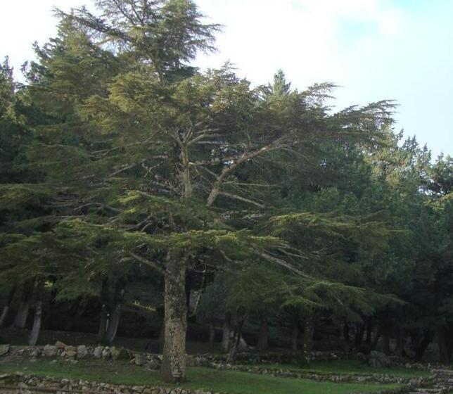 חדר סטנדרט, Elafos