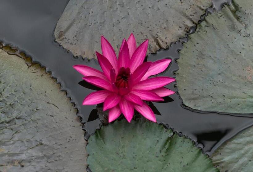 חדר קלאסי, Maison Dalabua