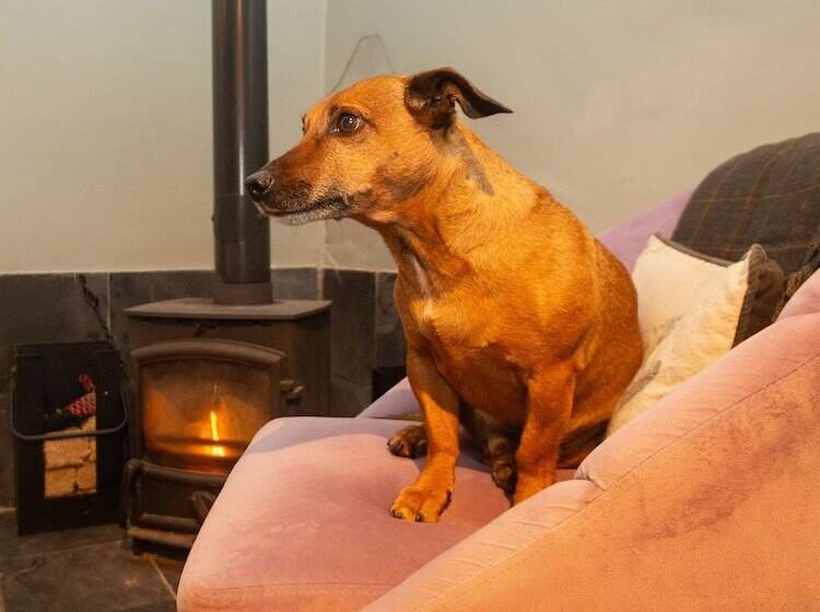 غرفة قياسية, High Paradise Farm