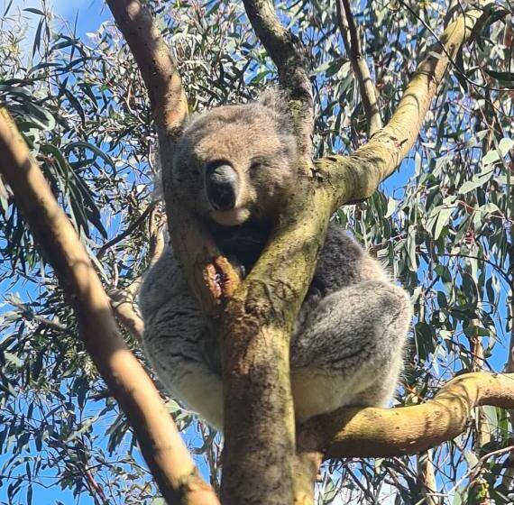 오두막, Bear Gully Coastal Cottages