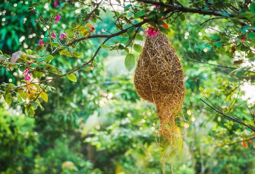 חדר דלוקס, Garcinia Leaf