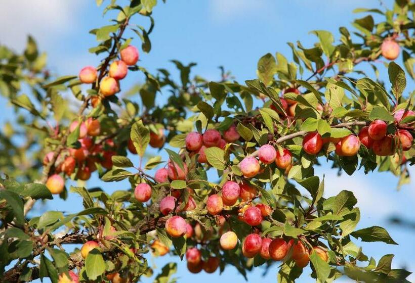 수피리어 룸, Auberge Du Parc