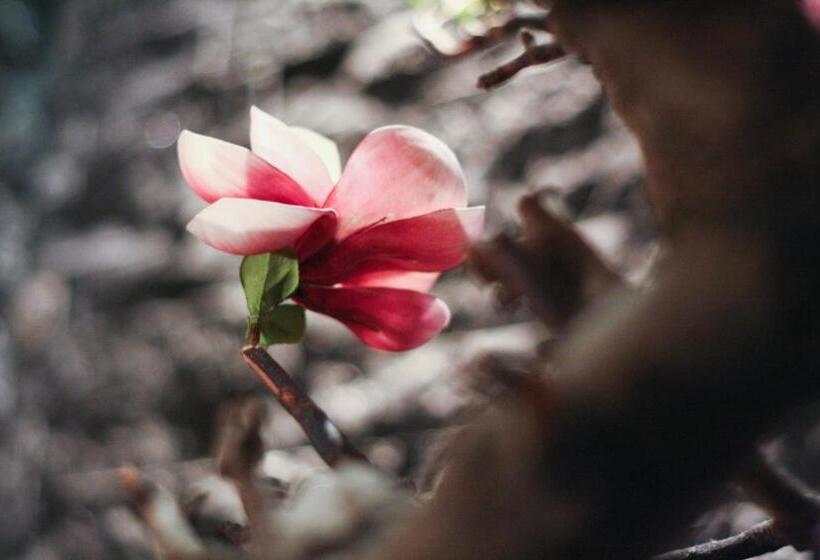 اتاق لوکس, Lanshy Motel