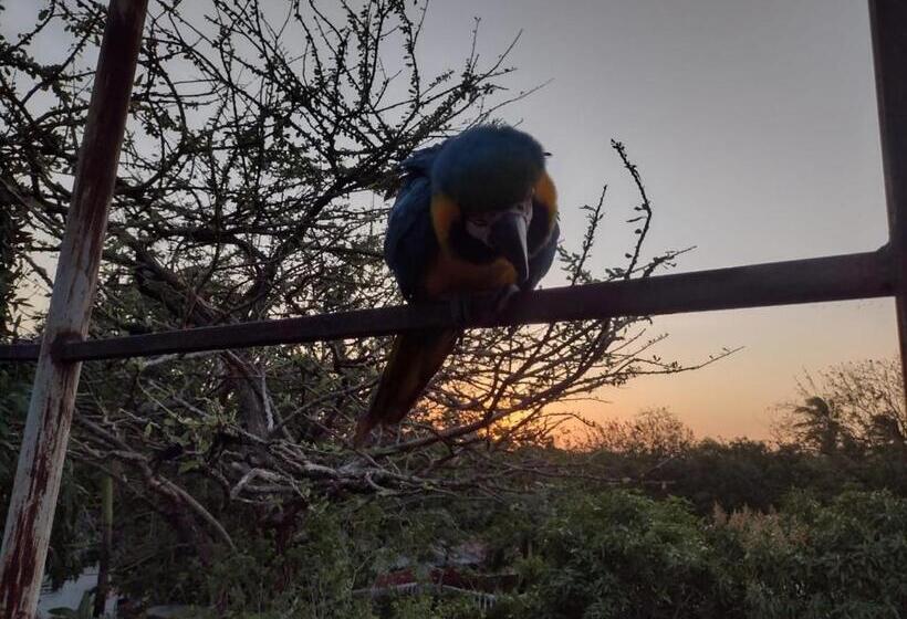 חדר סטנדרט, Solaire