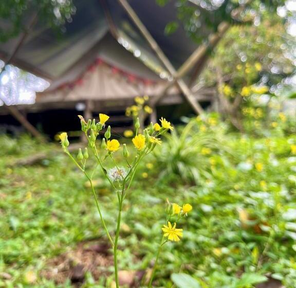 اتاق سوپریور چهار تخته, Bakhan Viewest Glamping