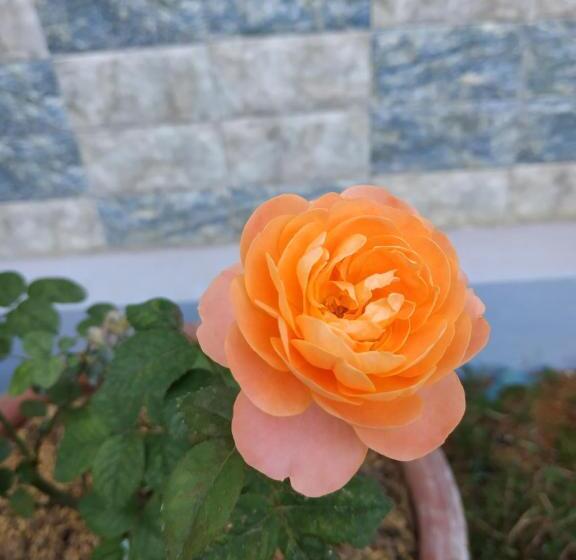 اتاق لوکس خانوادگی, Nhà Nghỉ Hồng Nhung