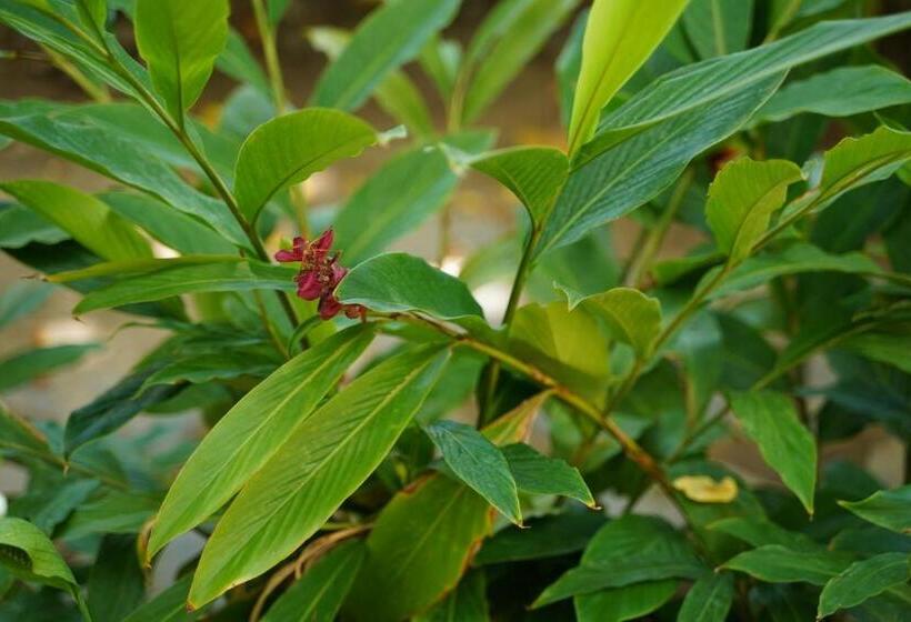 اتاق لوکس با بالکن, Longan Homestay