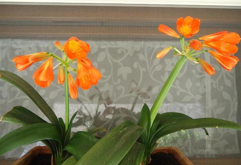 اتاق استاندارد چهار تخته, Villa Dafne