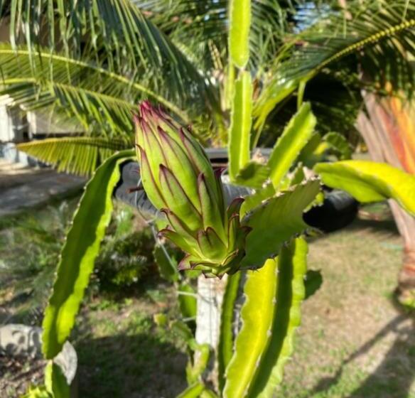 Трехместный Номер Стандарт Вид на Сад, First Villa Beach Resort