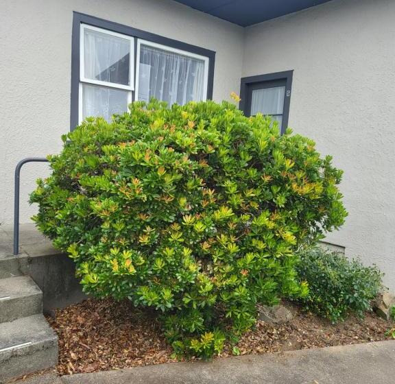 סטודיו דלוקס, Totara Lodge Motel