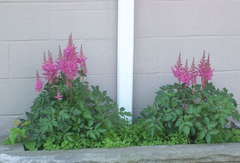 غرفه قياسيه سريرين مزدوجين, Clarence Inn Extended Stay