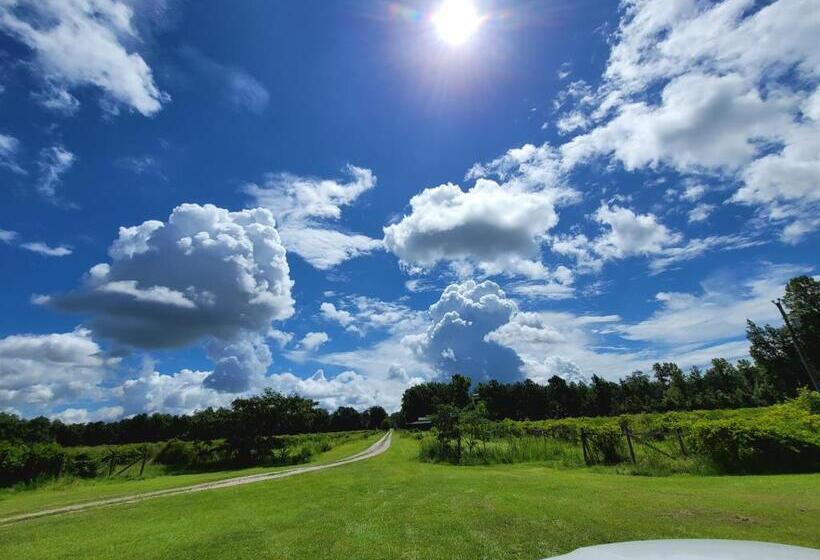 חדר דלוקס, Phoenix Farms Vineyard