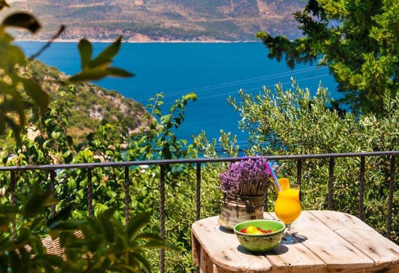 Standard Room, Fidanka