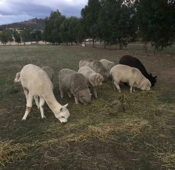 침실 1개 아파트, Taras Richmond Farmstay