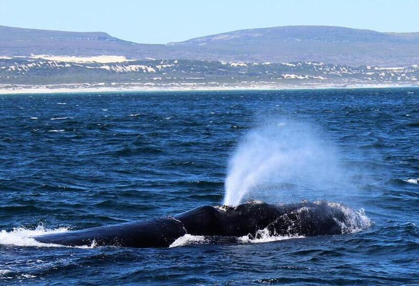 בית, 4 חדרי שינה, Kleinzee Oceanfront Guest House