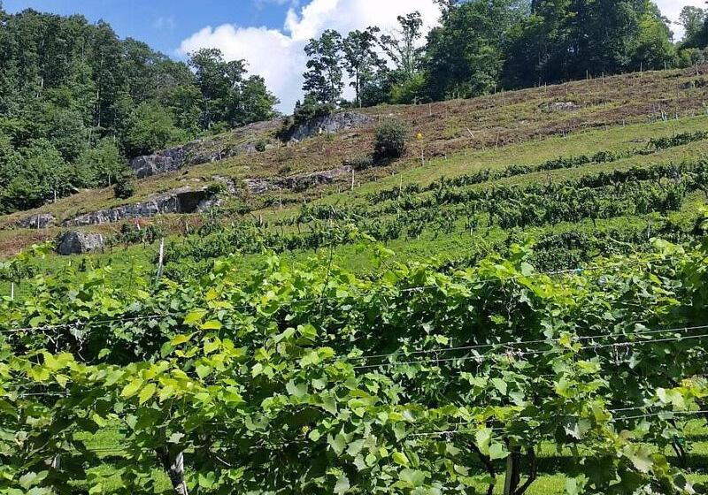 带1个卧室的豪华公寓, On Top Of The World At Sugar Top Resort