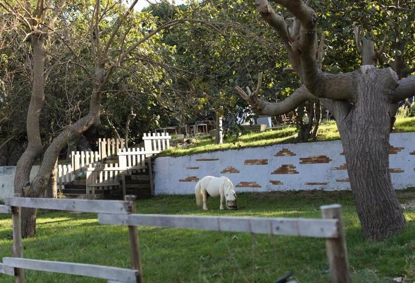 带园景的单人房, Mavi̇ At Hotel Blue Horse