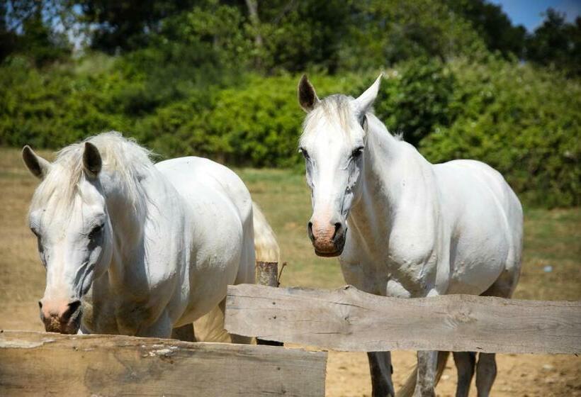标准间带露台, Mavi̇ At Hotel Blue Horse