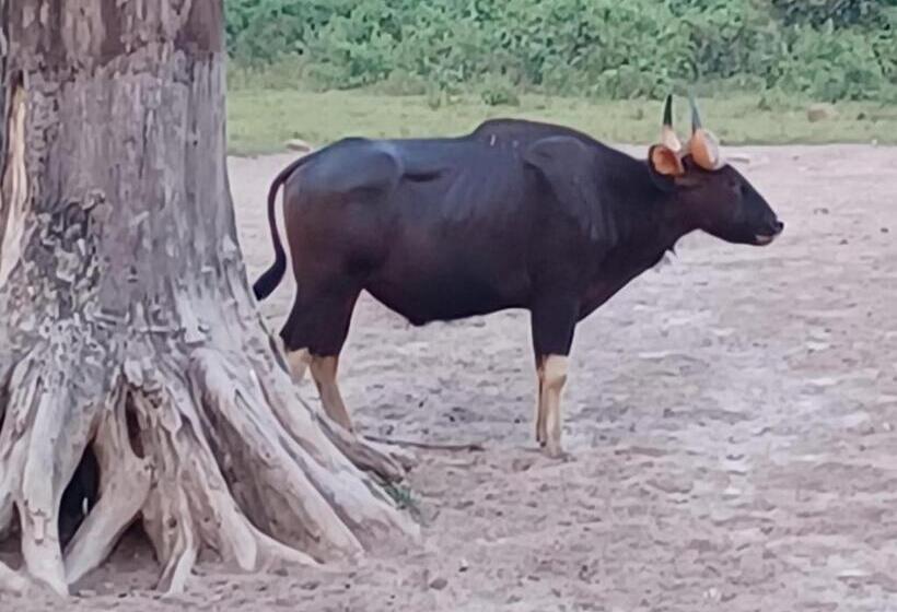 חדר משפחתי נוף לגינה, Dooars Velley Home Stay