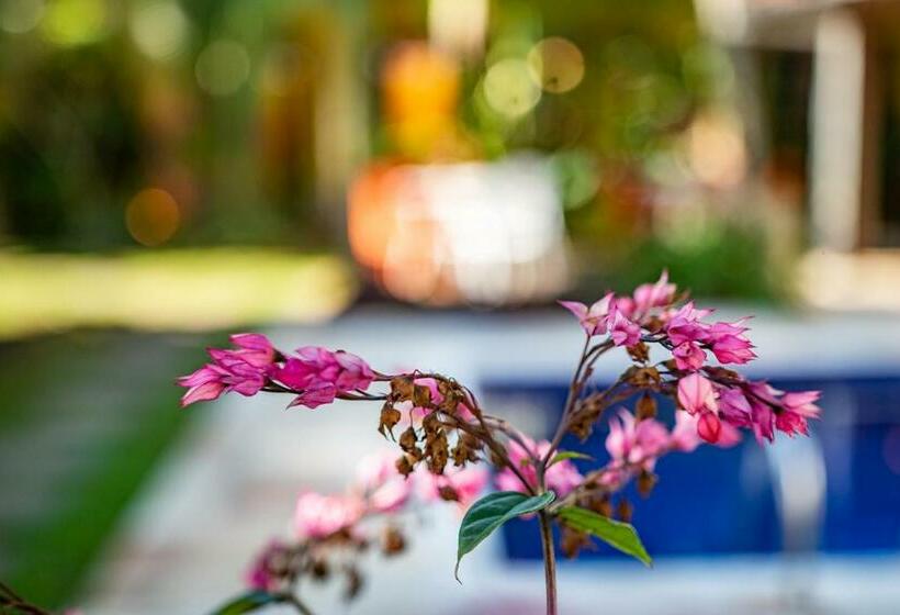 סוויטת דופלקס, Pouso Do Grego