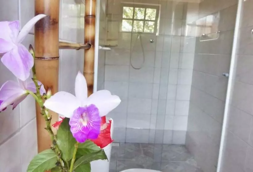デラックスルーム, Planeta Banana Paraty