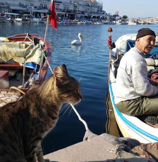 اتاق استاندارد چهار تخته, Foca Ensar