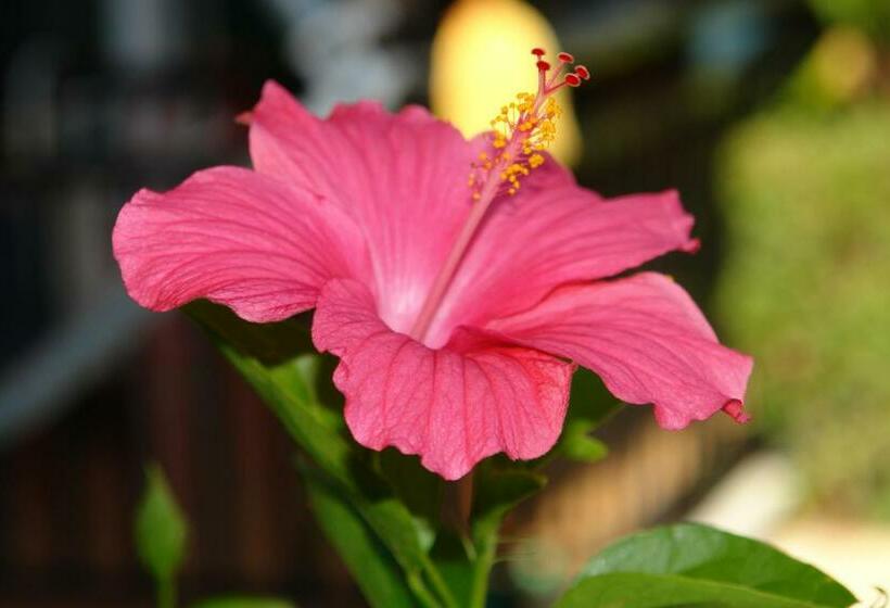 Студия Стандарт, Villa Nefeli