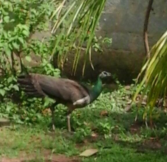 패밀리 룸 가든 전망, Himasha Guest