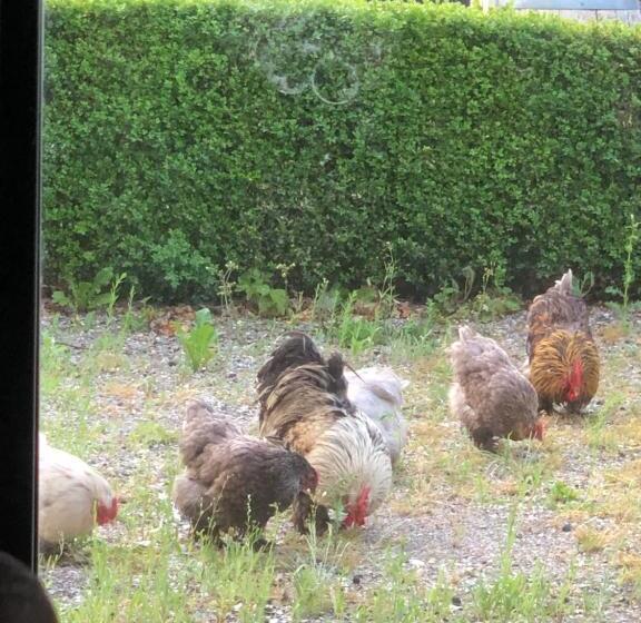 １ベッドルームハウス, Slapen Bij De Brug